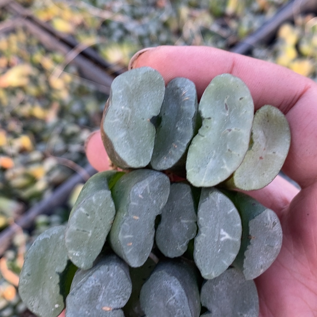 917 一颗大蓝镜玉扇 挑大的发货 超级福利