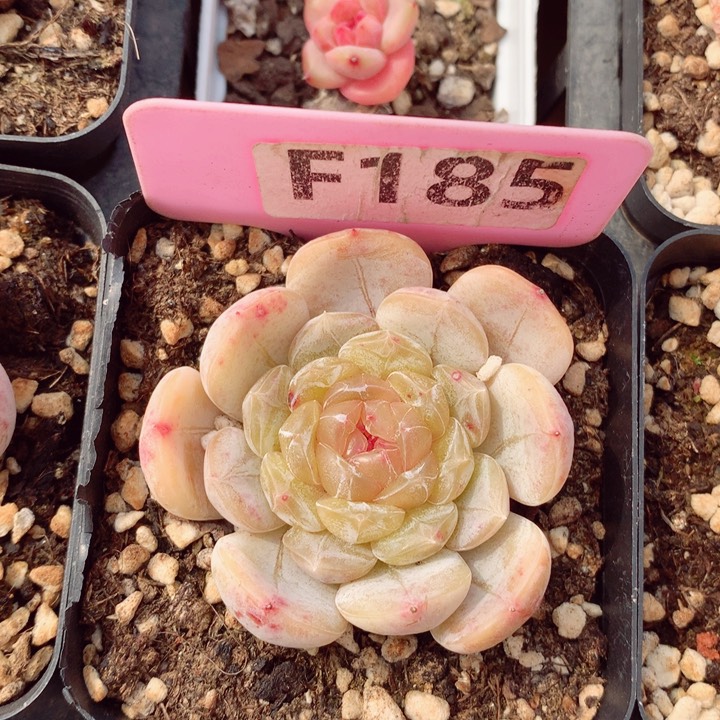 白色恋人5.5cm多肉植物