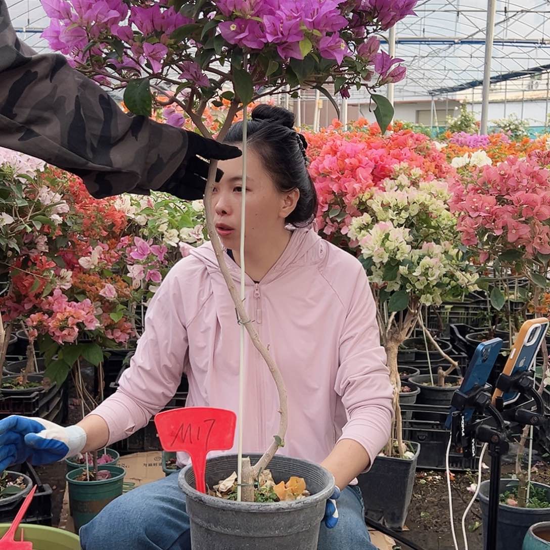 陈***珠大部分花苞少量开放M17巴西紫