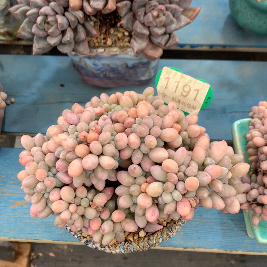 @***呵汤圆缀化一物一拍1191