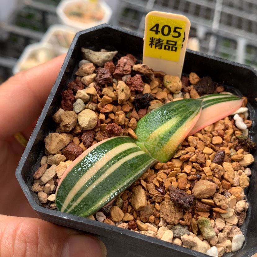 【闪购商品】405珍珠卧牛