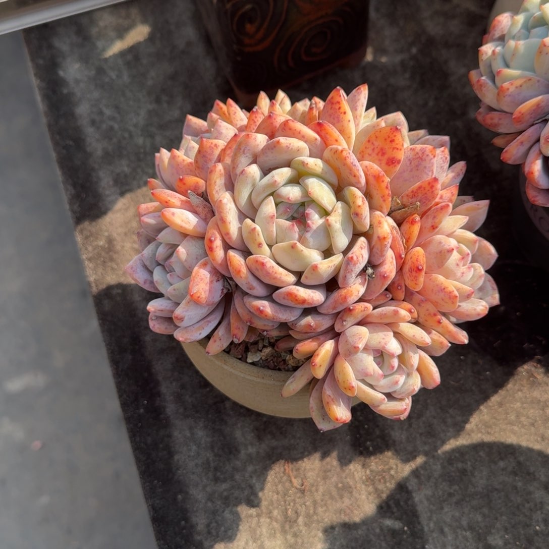 我**我带盆发货，专拍链接