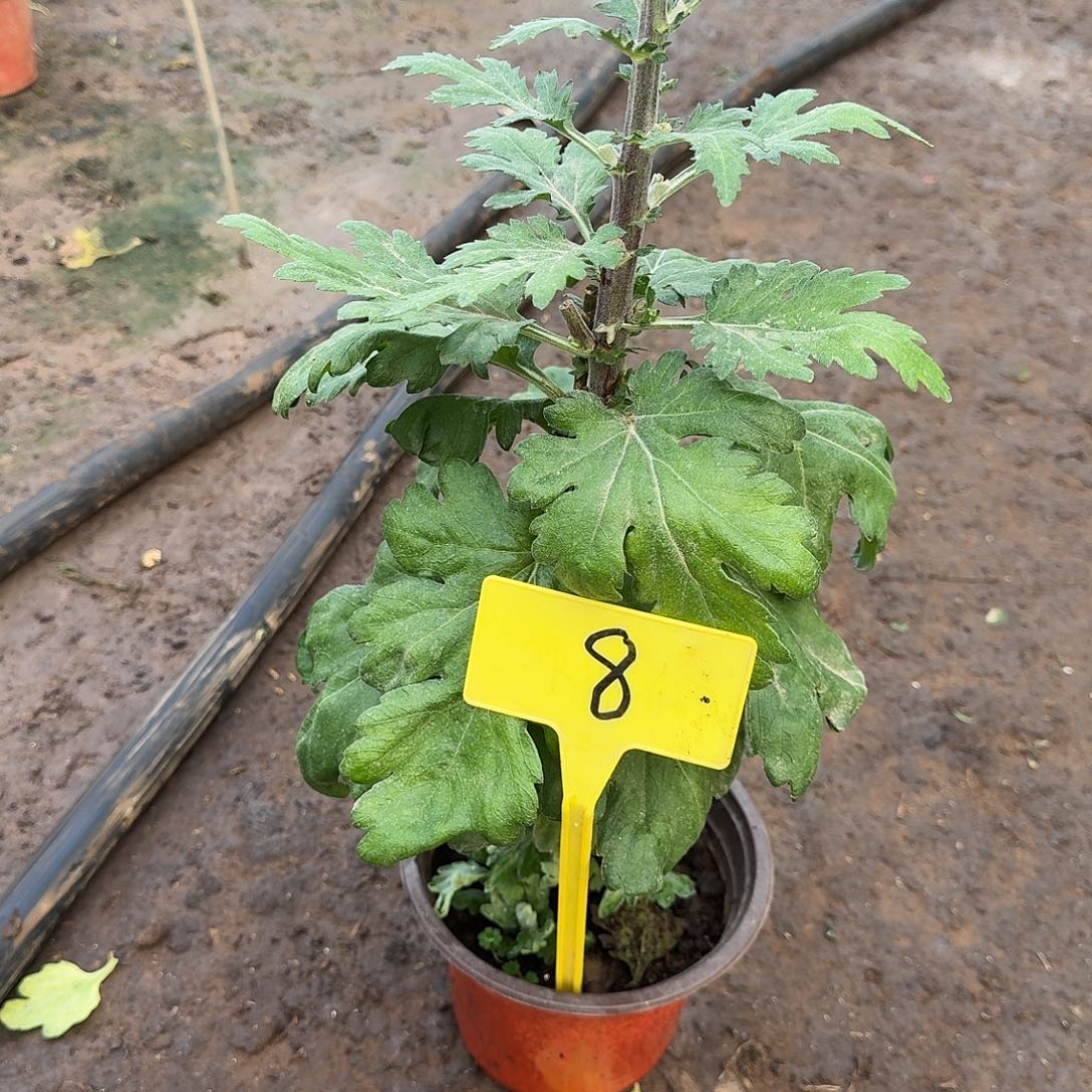 一***姐大部分花苞少量开放8松