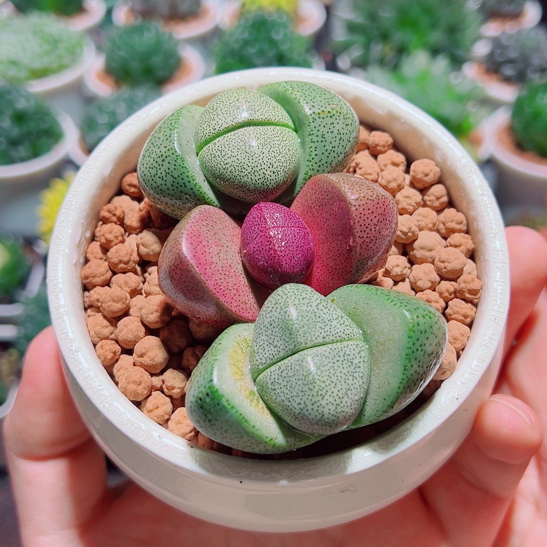 1紫元宝2绿元宝原盆土