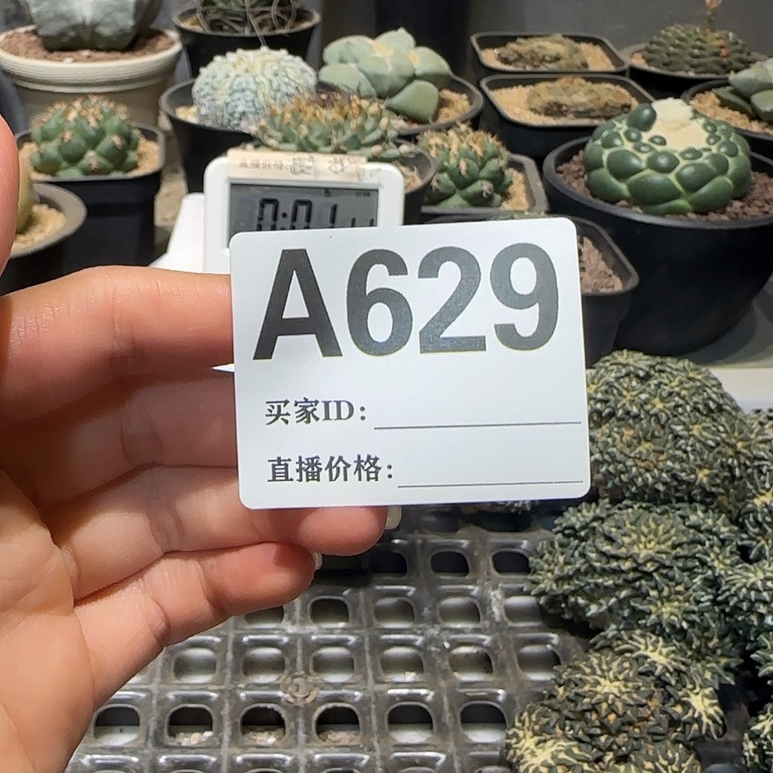 ****伐实生仙人球特价一颗