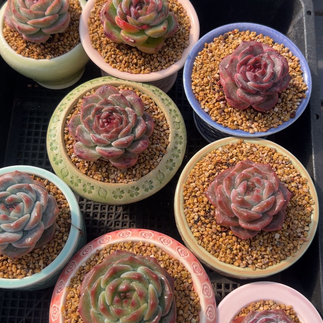 从前慢花园多肉编号1126-155