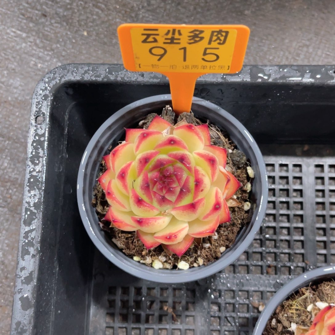 云尘多肉一物一拍915，