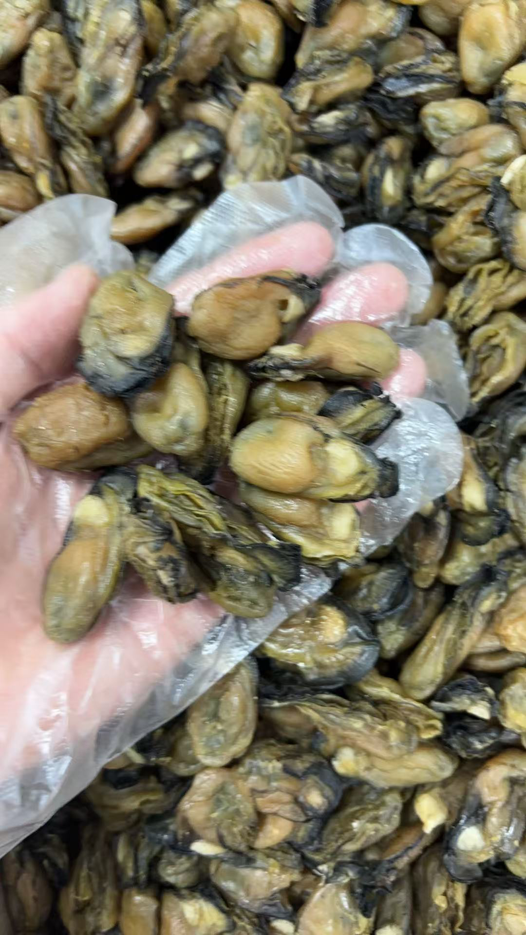 大号珍珠蚝干 煲粥煲汤