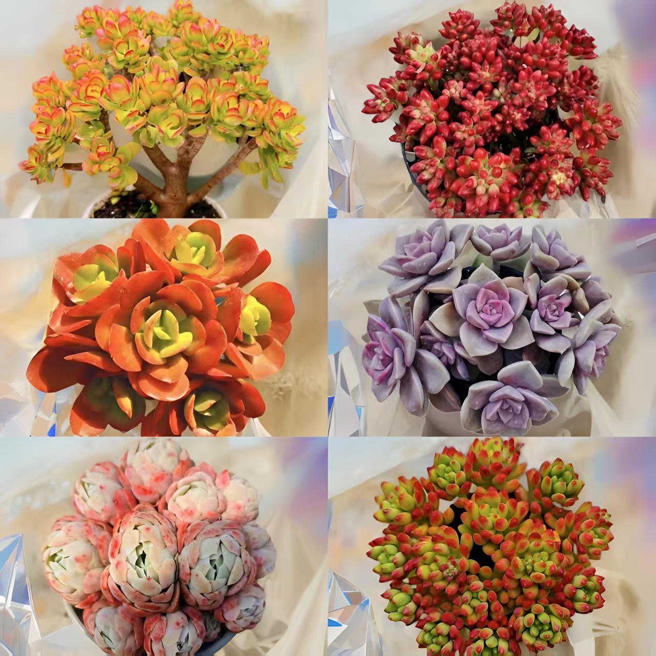 L老桩摇钱树多肉组合 喜阳耐旱越晒越红新手好养 云南基地发货