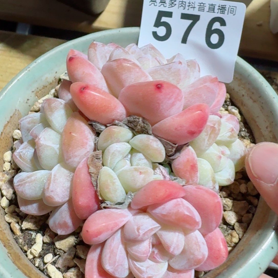 冰玉群生         精品多肉