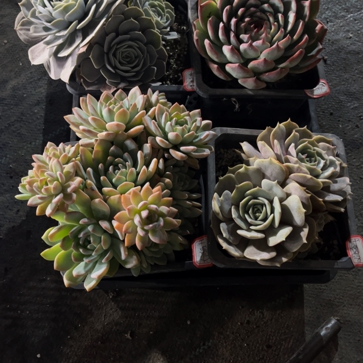 X***西圣卡有瑕雌吉娃娃千山雪露娜莲