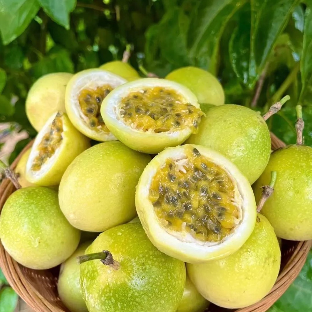 【富锦】黄金果10元3斤