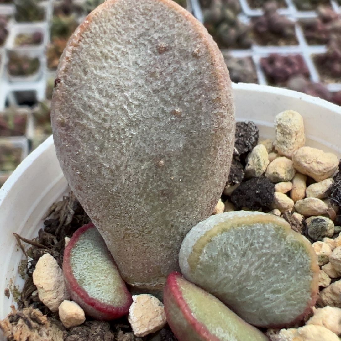 白月光磨砂蛋大苗多肉植物水泡