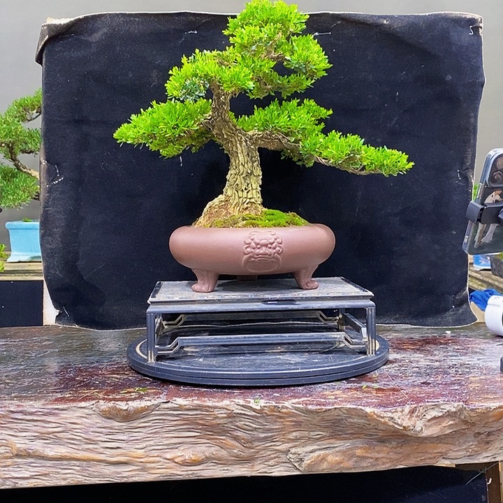 无花朵黄杨盆景四季常青