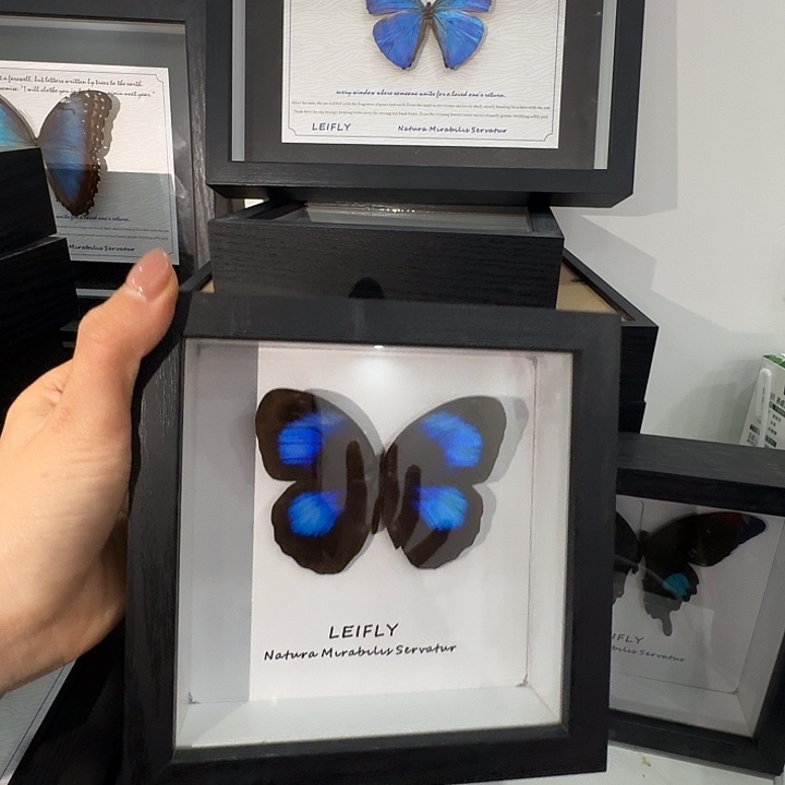 055小框紫斑环蝶蝴蝶