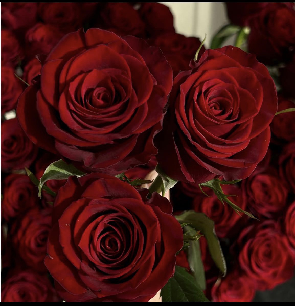 【红丝绒】新手易养月季四季开花耐寒热阳台庭院花卉爆花苗盆栽