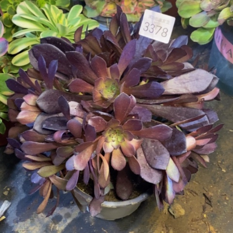 黑铜壶多肉植物3378