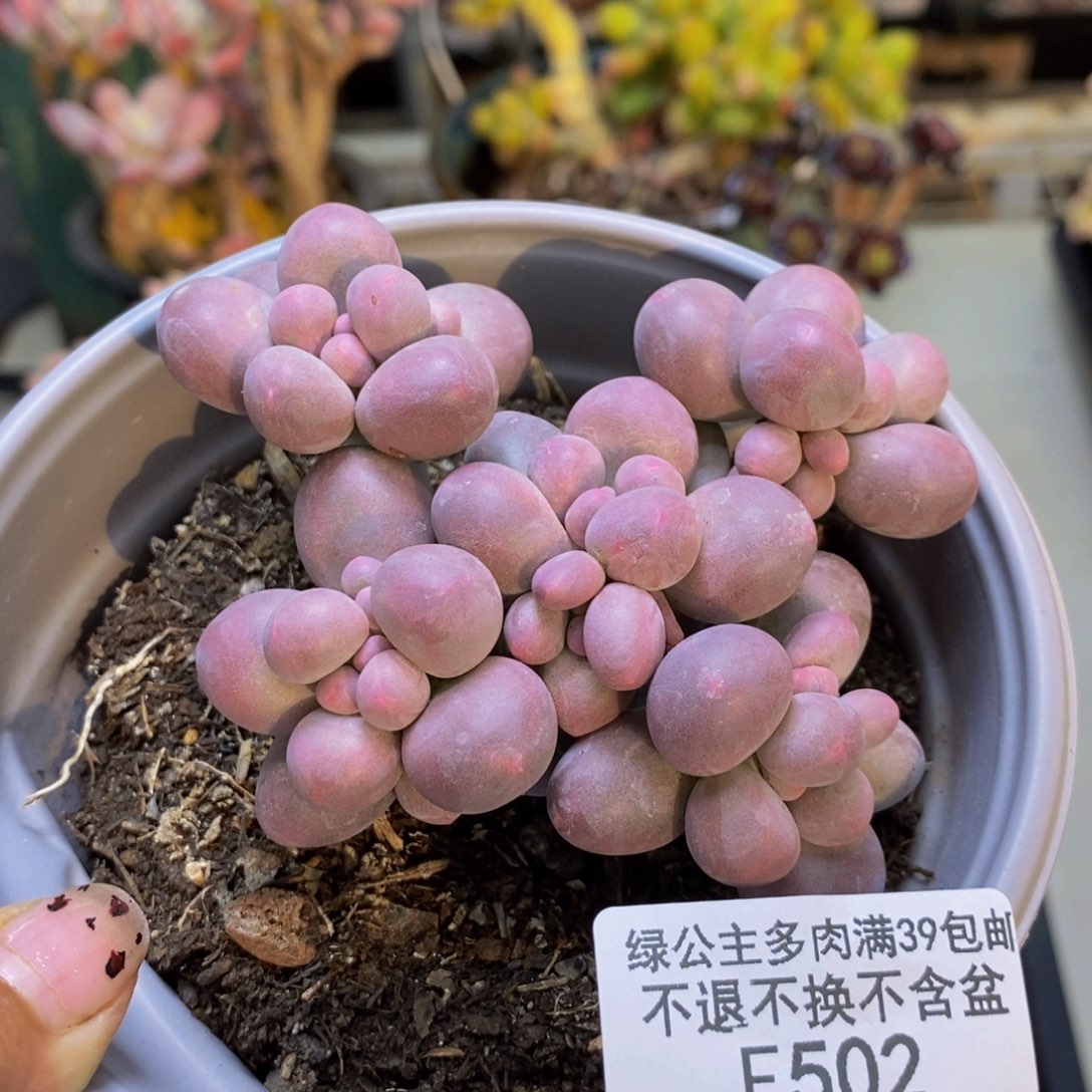 502香水手指奶多肉9c m