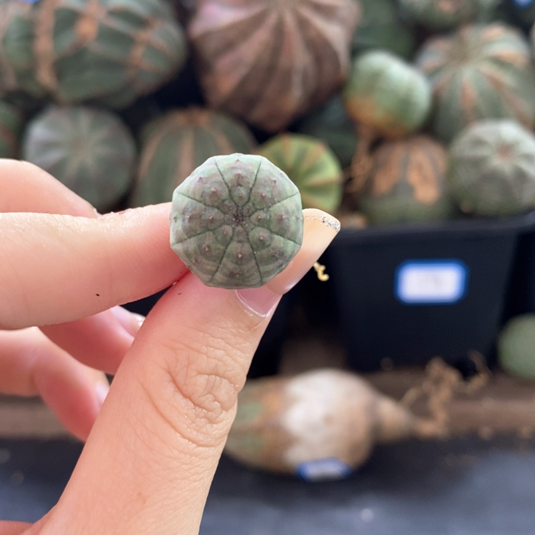 布纹球精品福利小球