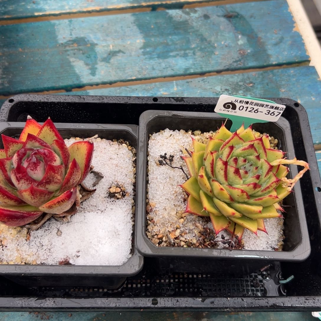 多肉一物一拍0126-367