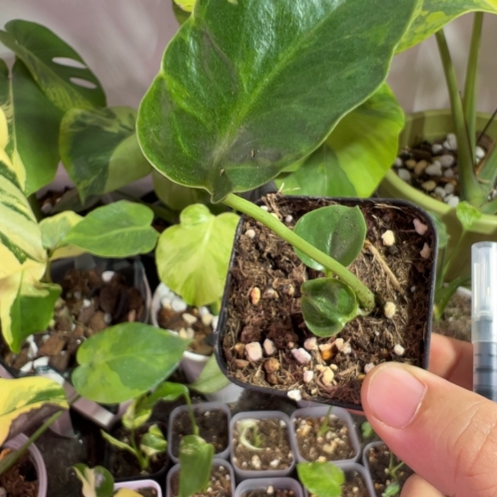 包***人完全开放龟背竹种苗