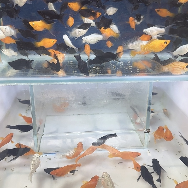 黑玛丽鱼玛丽球小球鱼3条