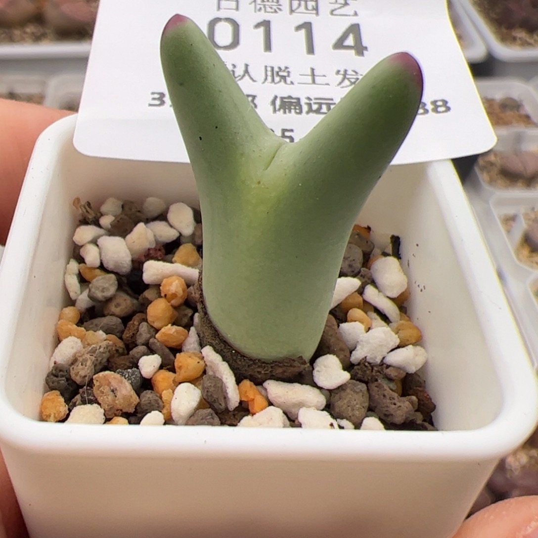 0114号 龙猫 少将 多肉植物