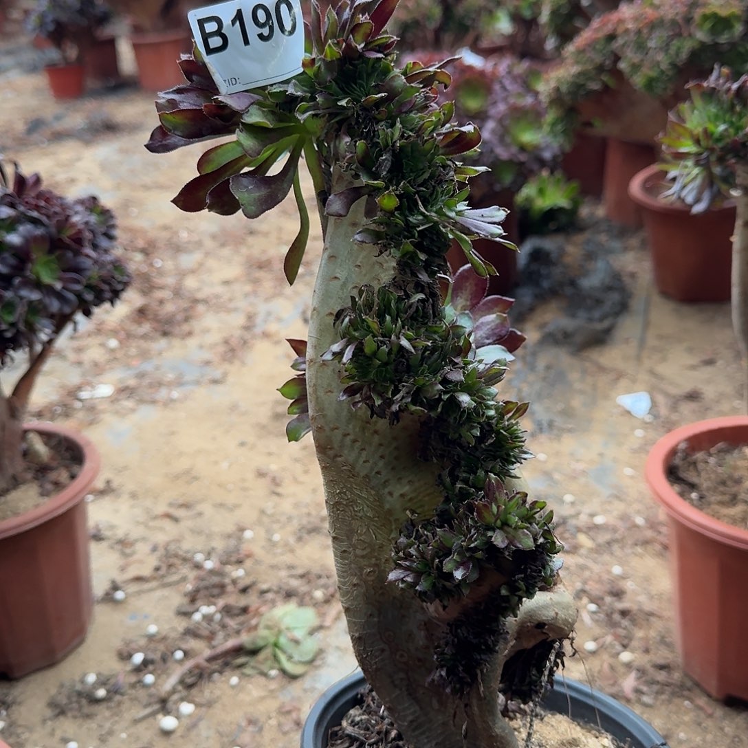 190黑法师有伤满28包邮