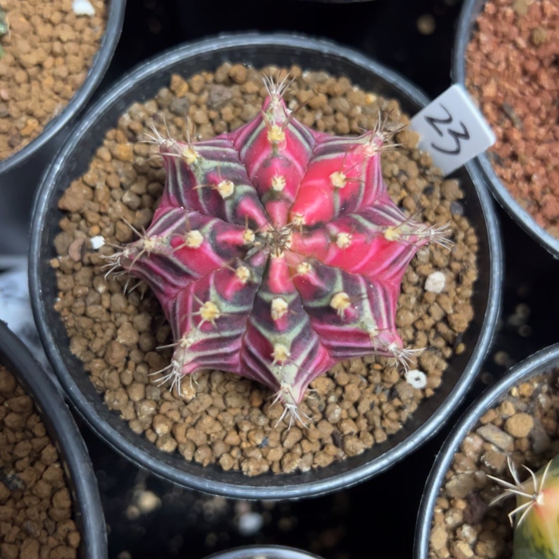 彩虹梦后代实生带盆土发货