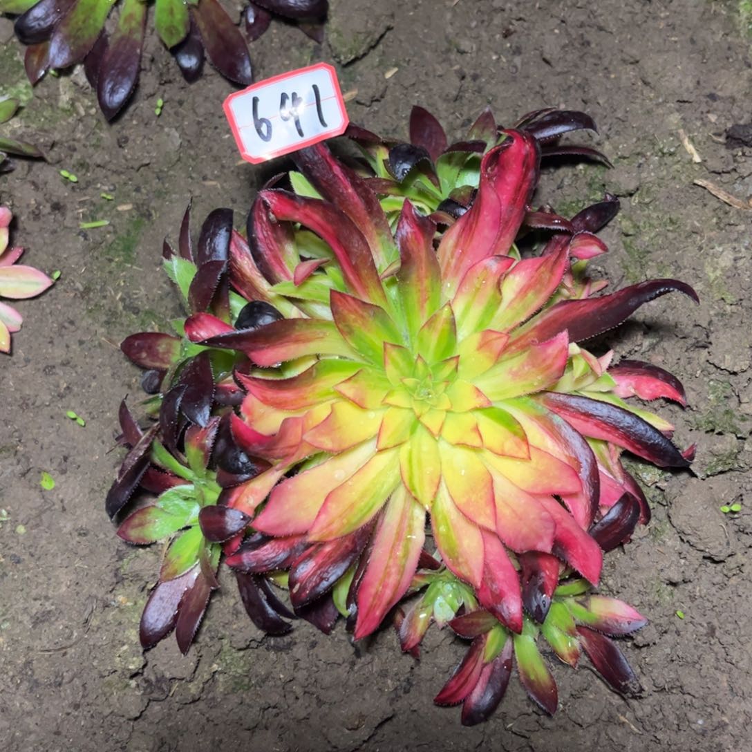 641多肉植物孔雀七彩