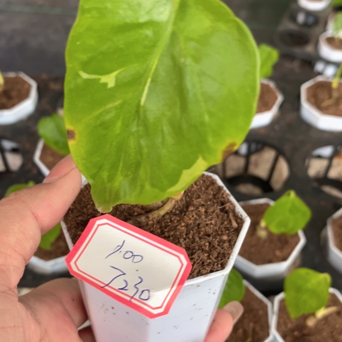 旧***纸完全开放种子苗龟背竹