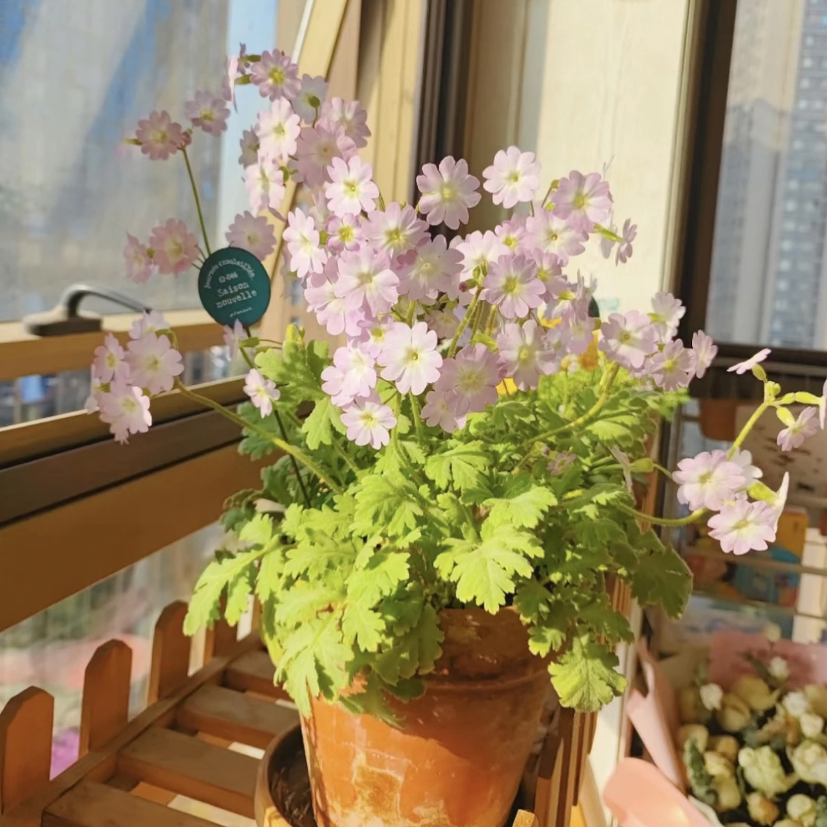 【陕西羽叶报春】阳台盆栽！原盆原土超级好养耐寒四季开花带花香