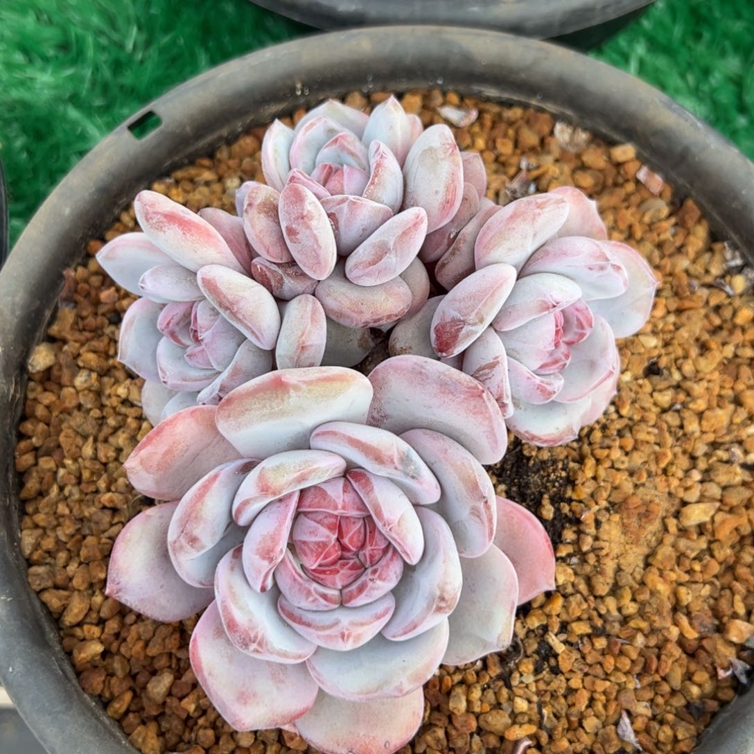 石榴籽星影槿桦精品