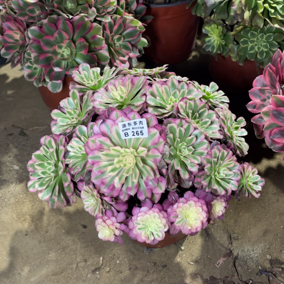 265铜壶锦多肉法师断枝不包