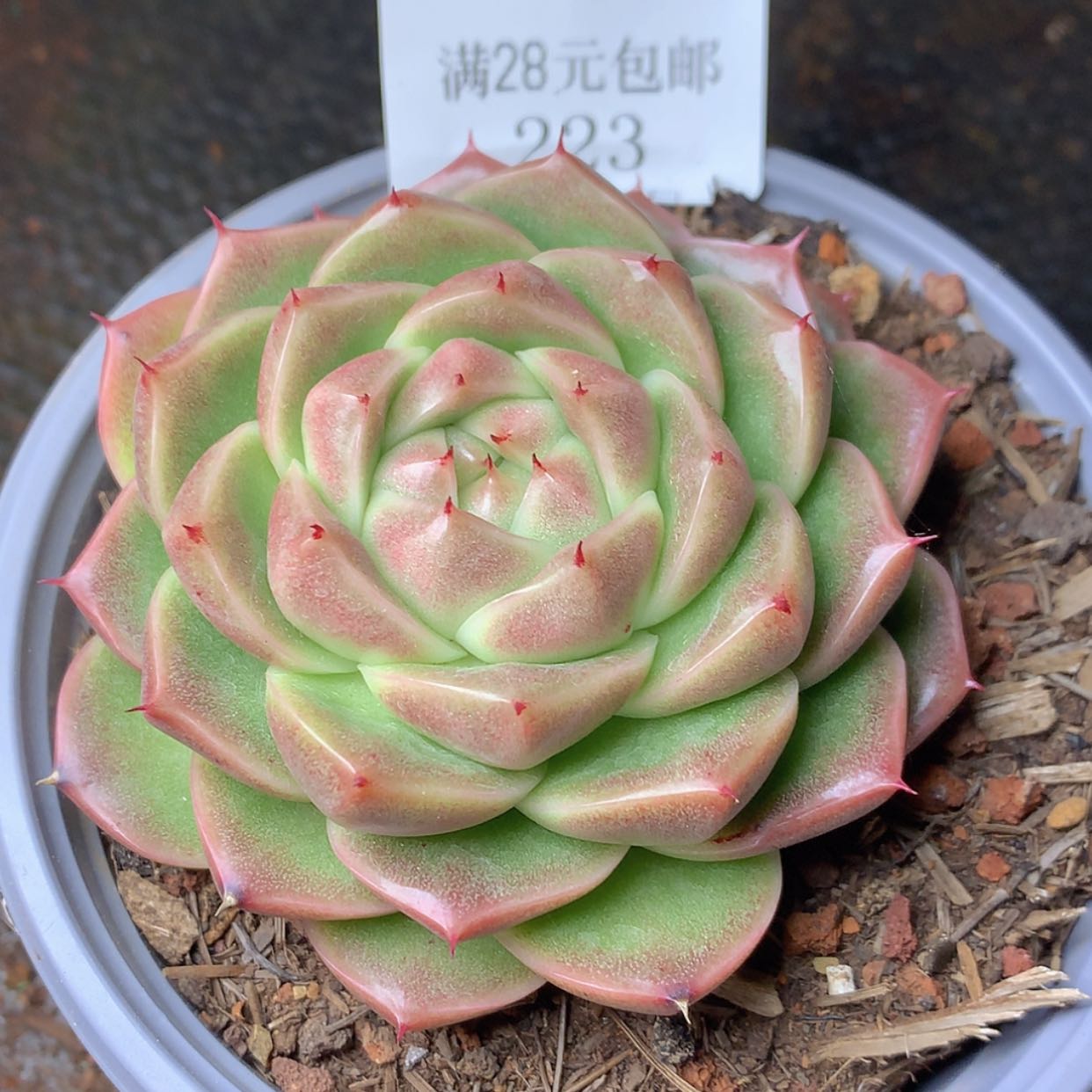 【闪购商品】云223号珍妮8厘米