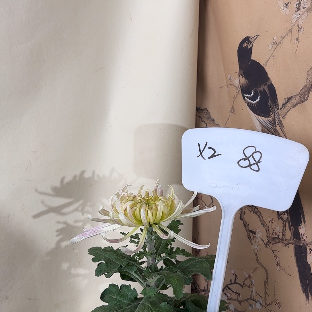 全部花朵Xx22222222