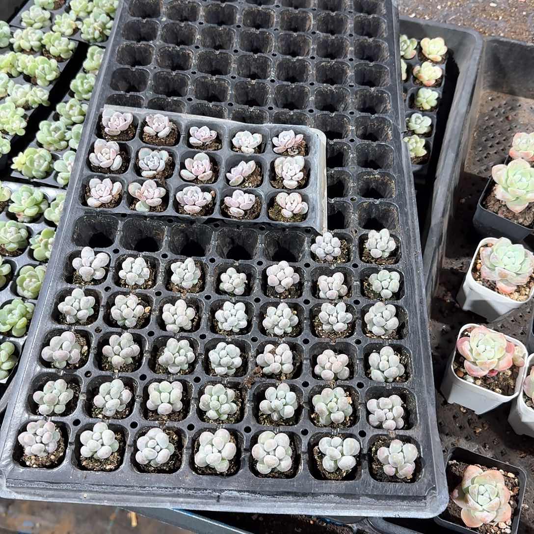 小天然一物一拍专拍链接