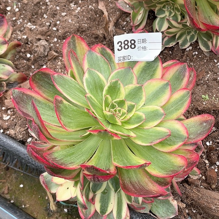 ?***呀388 多肉法师 火龙果