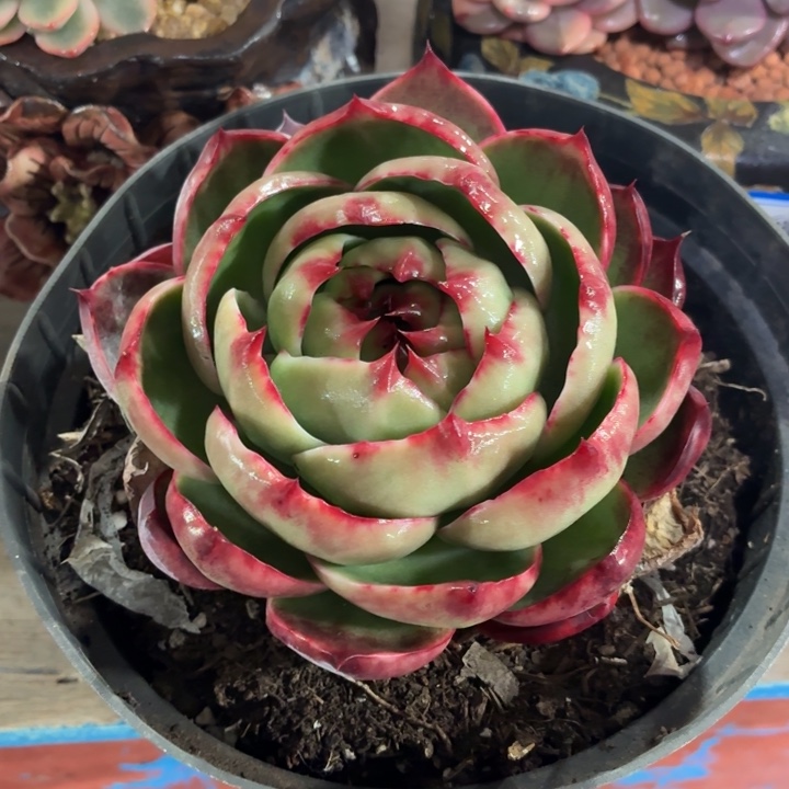 蕊***多肉植物惊鸿仙子
