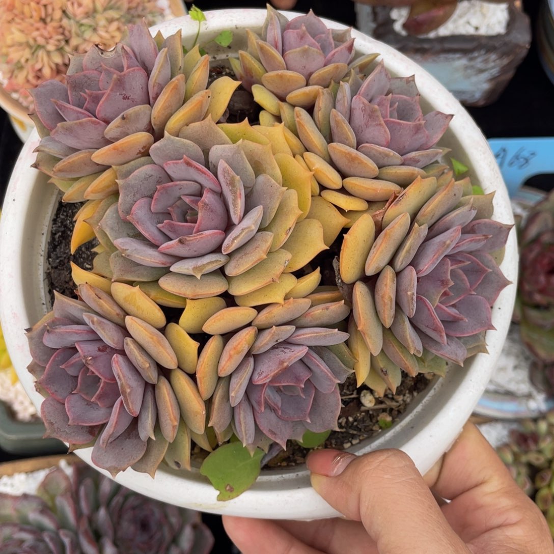 多肉植物盆栽多肉