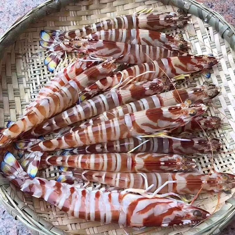 活基围虾（保鲜不保活）