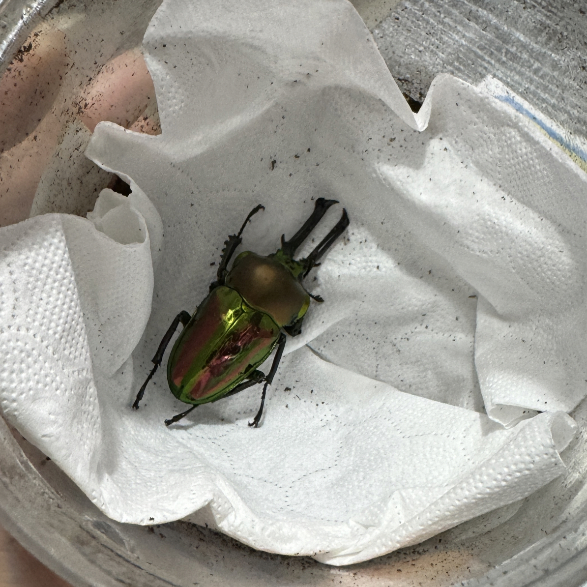 彩虹锹甲 成虫 活体（40号）55.5mm