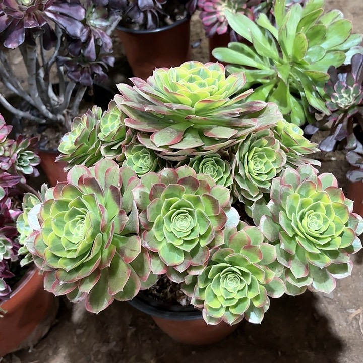 多肉植物法师奶白68