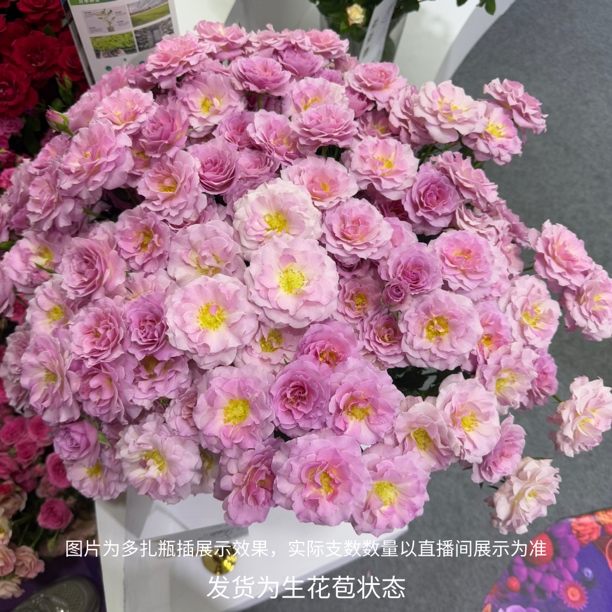 品牌基地新品种多头玫瑰多色可选云南基地直发顺丰包邮
