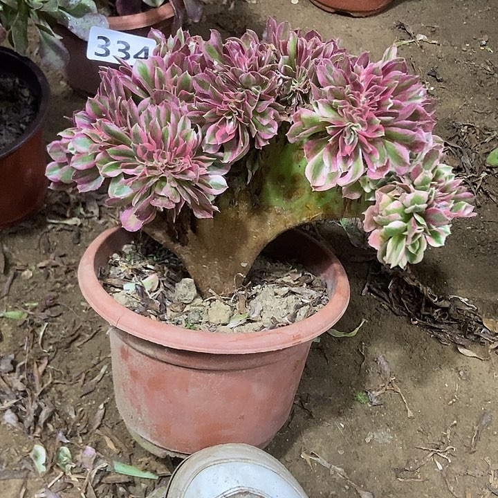 334粉女巫老庄缀化老板子