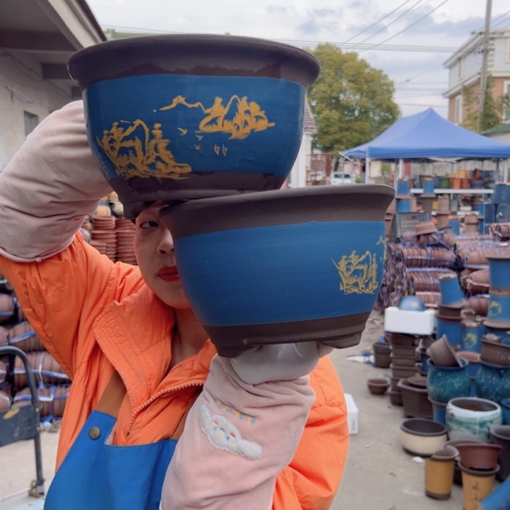 21+21蓝色三角金钟花盆花盆花盆