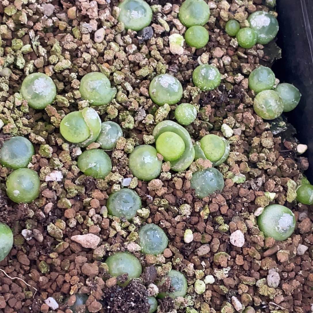 叁***呀拉登付定金一筐肉锥