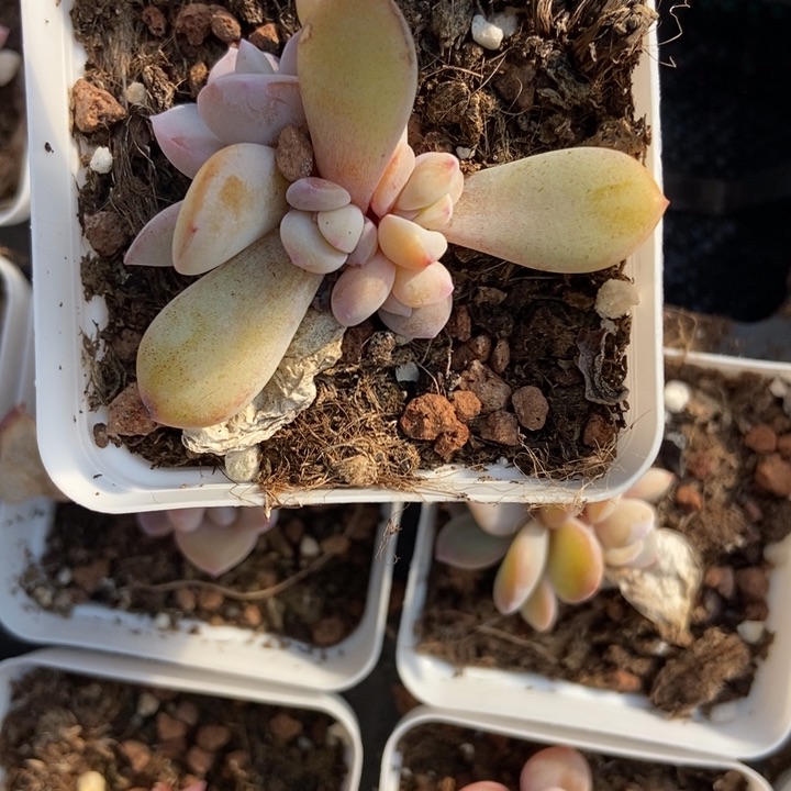 1552奶茶4头多肉植物