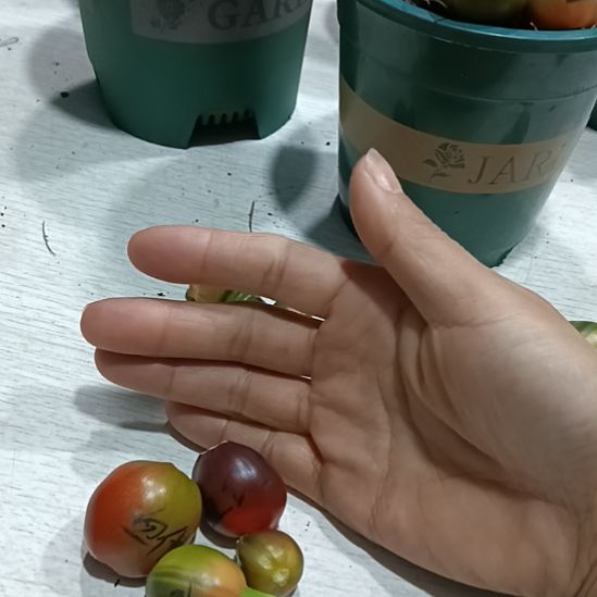 近***海无花朵特色花卉君子兰小苗君