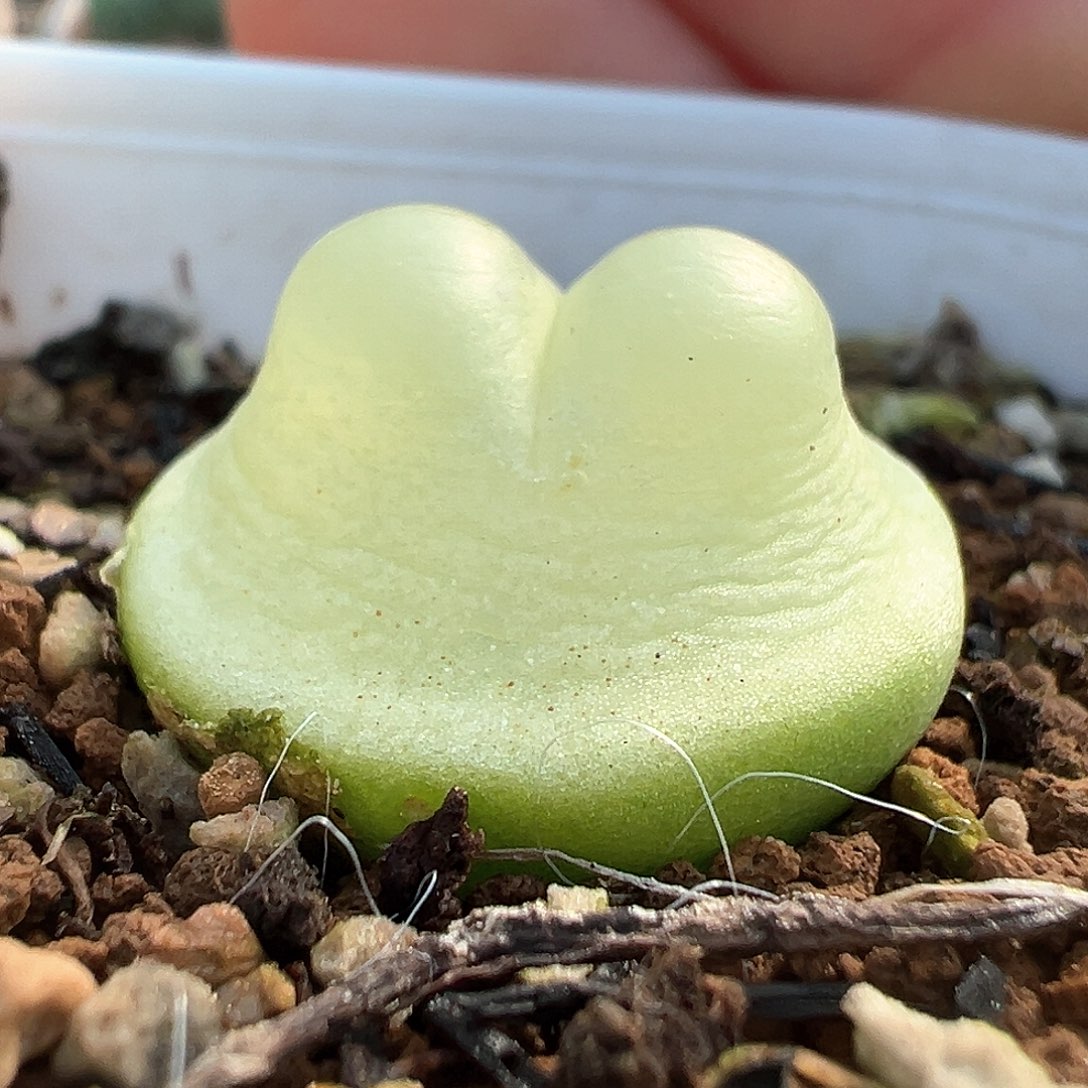 2.2cm  啾啾拉登 多肉肉锥